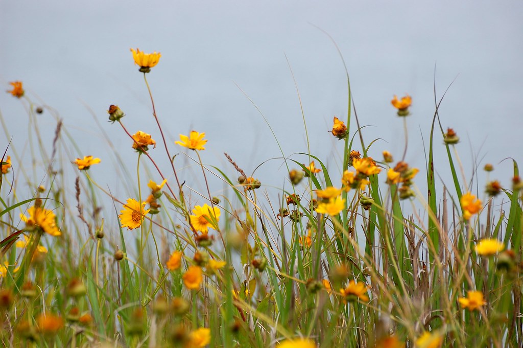 Ocean Bloom East Chop Bluff Oak Bluffs Ma. Taken June 2… Mark