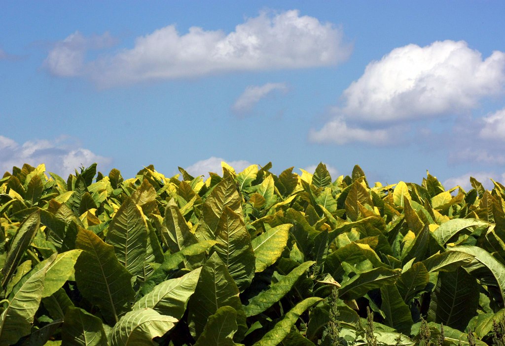 Kentucky Tobacco Chris Flickr
