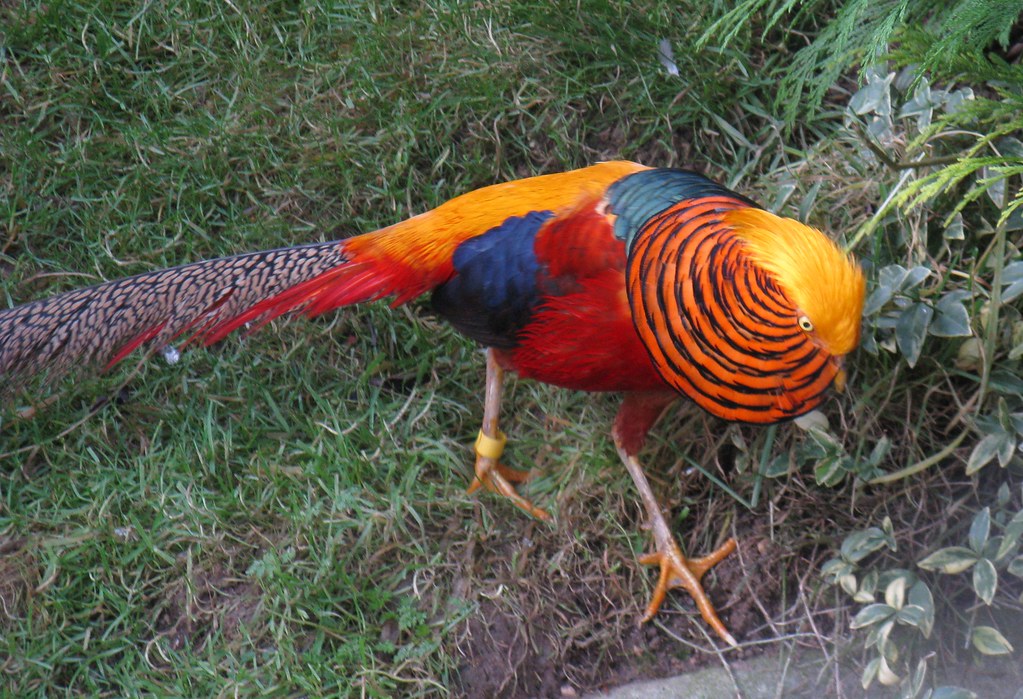 Golden Pheasant A Golden Pheasant (Chrysolophus pictus), a… Flickr