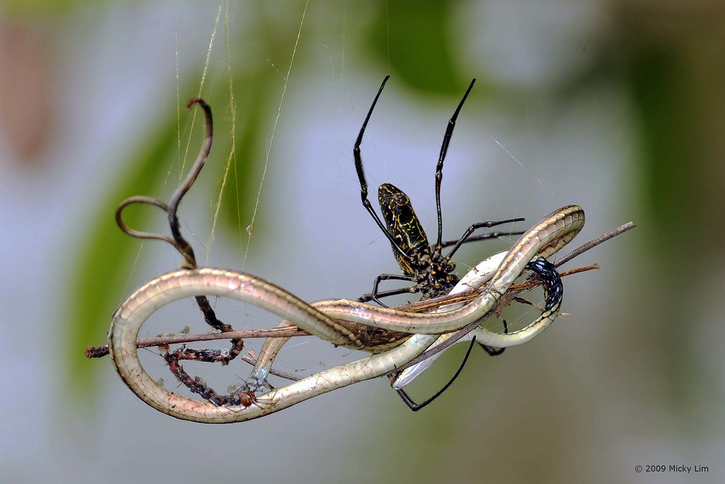 MIC_1180a Spider(s) eating Snake ! Female Golden  Spid… Flickr