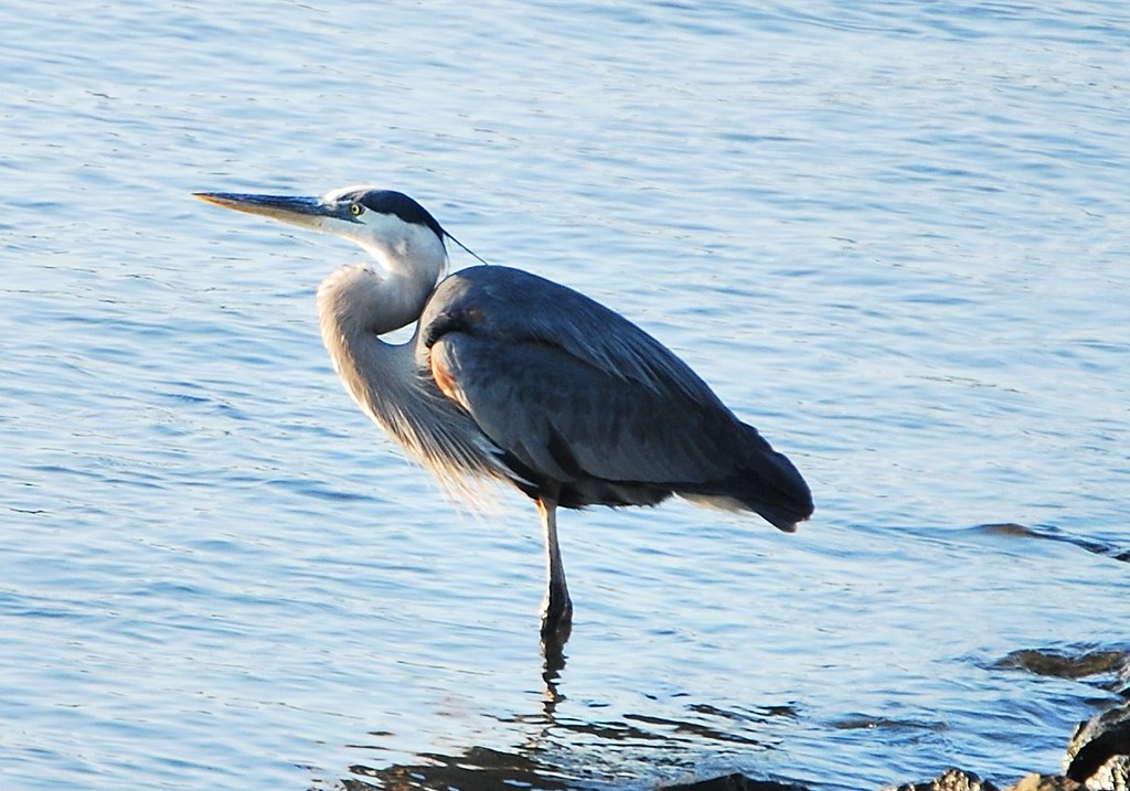 CRANE/ Great Blue Heron At the Mississippi River Flickr
