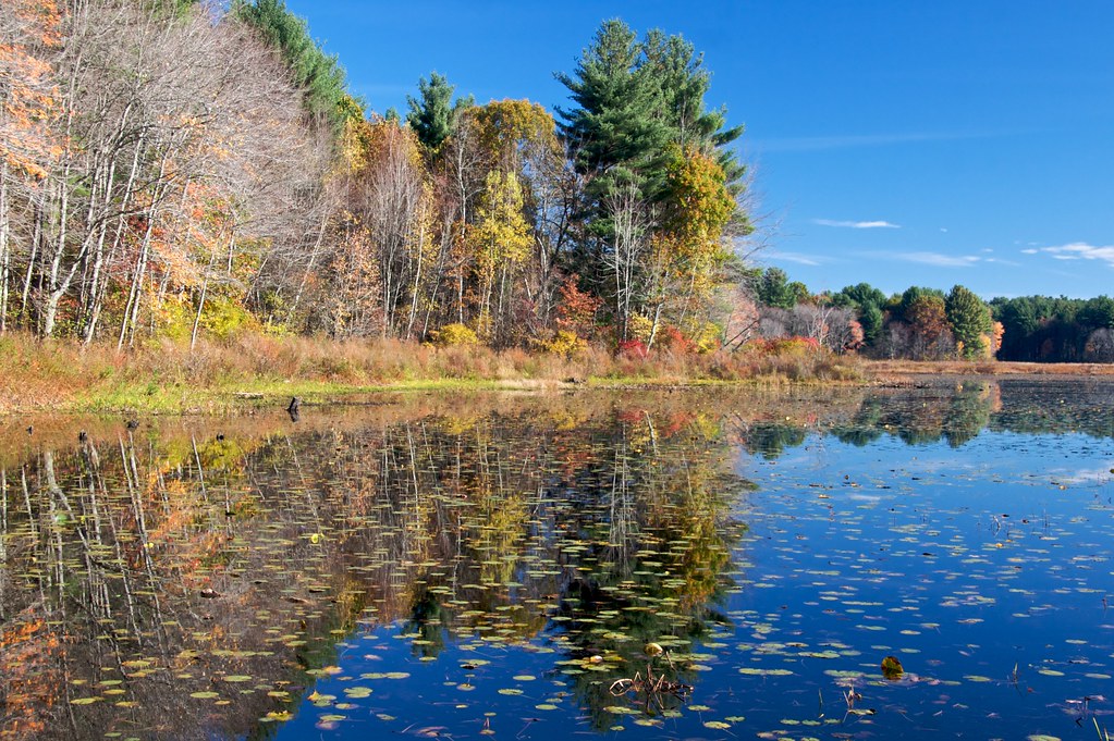 Musquash Pond Same pond where I walked earlier today only … Flickr
