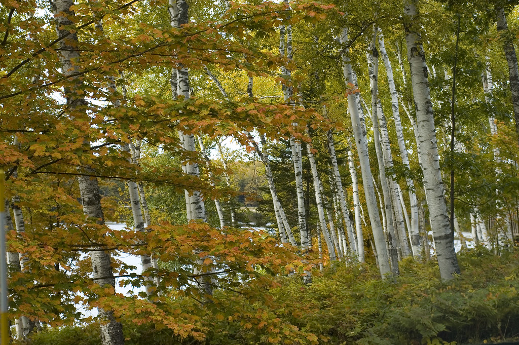 DSC_0028 Hulbert Lake, U.P. Michigan Fall 2009 Jessa Flickr