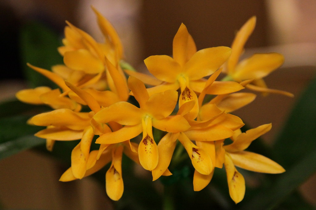 Cattleya aurantiaca 'yellow' a photo on Flickriver