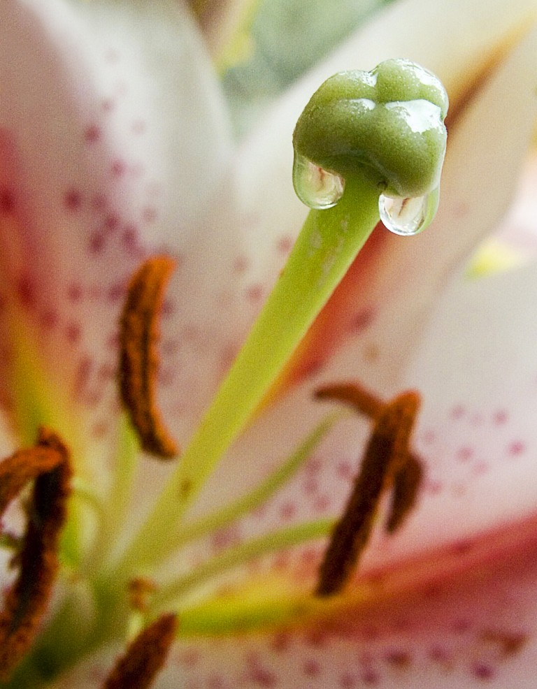 lily nectar Jacqueline Ross Flickr