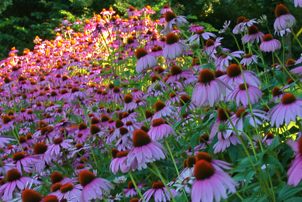 Coneflowers katzenfinch Flickr