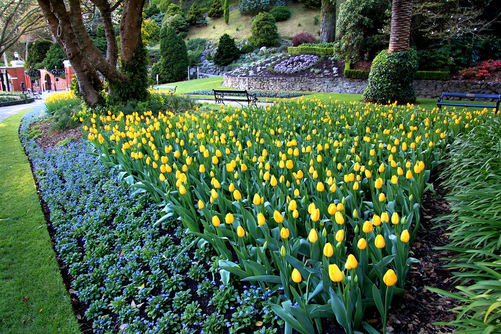 Wellington Botanical Gardens Spring Tulip Display Wellingt… Flickr