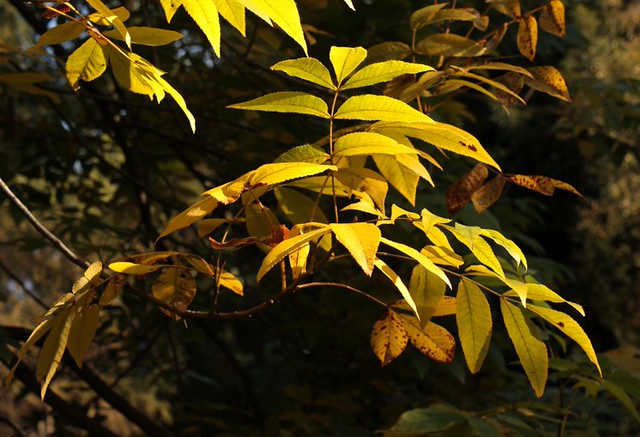 Yellow Is The Colour of my true love's hair For those … Flickr