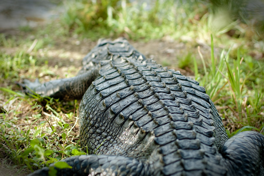 Alligator back detail View On Black batorre Flickr