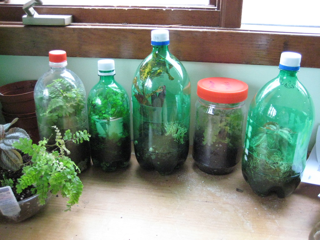 plastic bottle terrarium wcrwreco Flickr