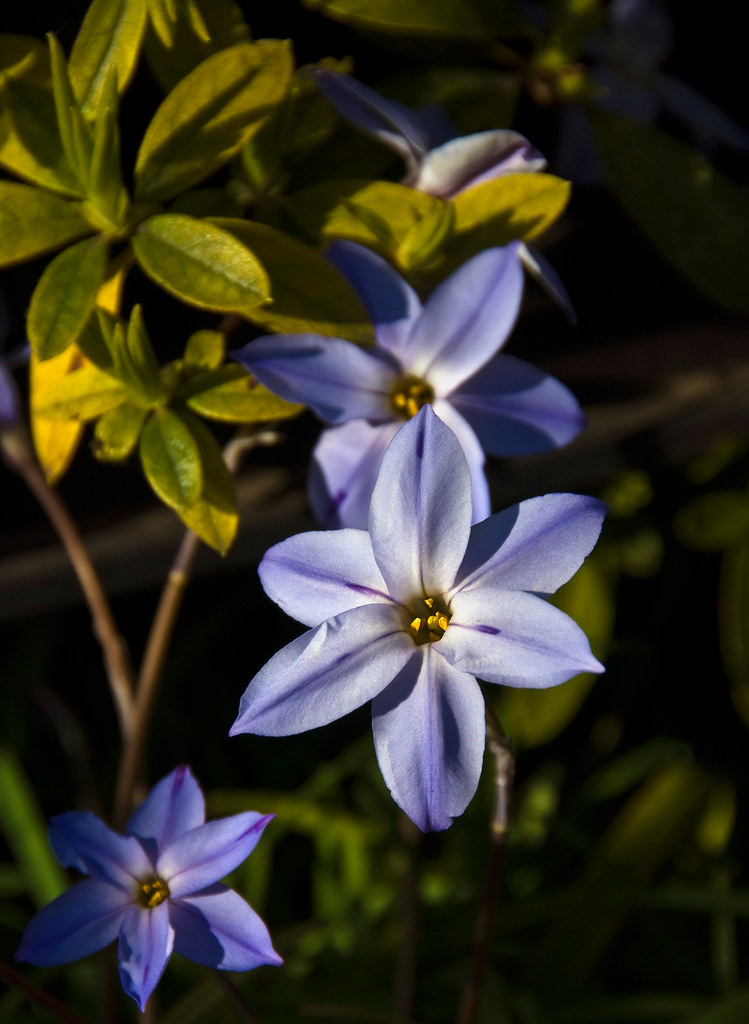 Spring Star Flowers In Blue Copyright © Daniel Ruyle Flickr