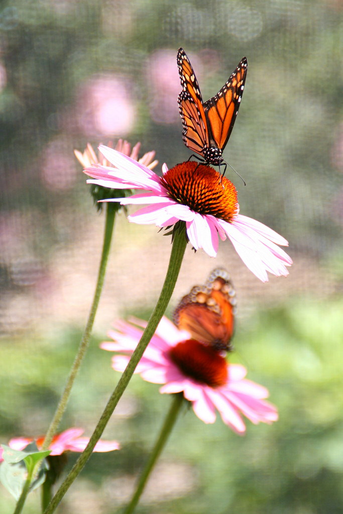 IMG_7319 Butterfly exhibit at Brookfield Zoo. Paul Flickr