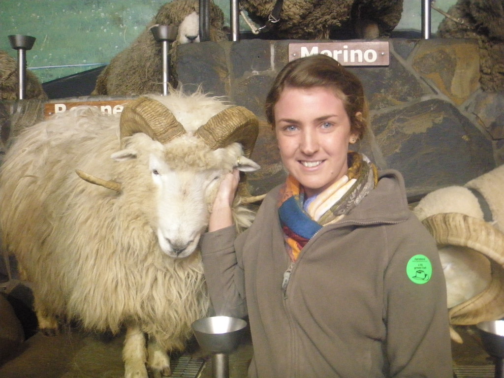 P7290603 Drysdale Sheep so lovely! I love sheep! KatharineL Flickr