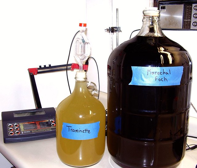 Wine Lab 2 Marechal Foch (5 gal's) and (1 gal) … Flickr