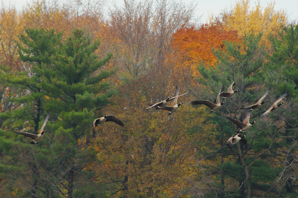 DSC_0055a Robert Roby Flickr