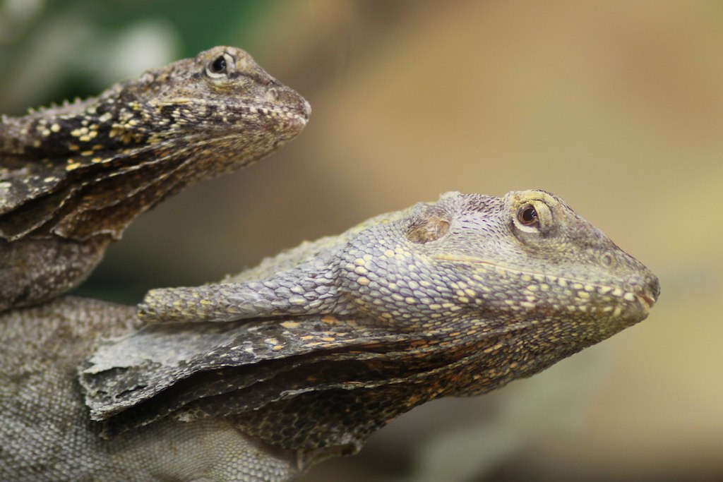 IMG_6798 Reptile zoo Happ in Klagenfurt. Michael