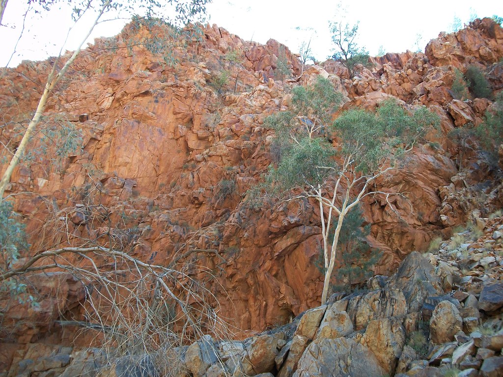 Gum Tree on High They grow from the sides of rock faces. Brian