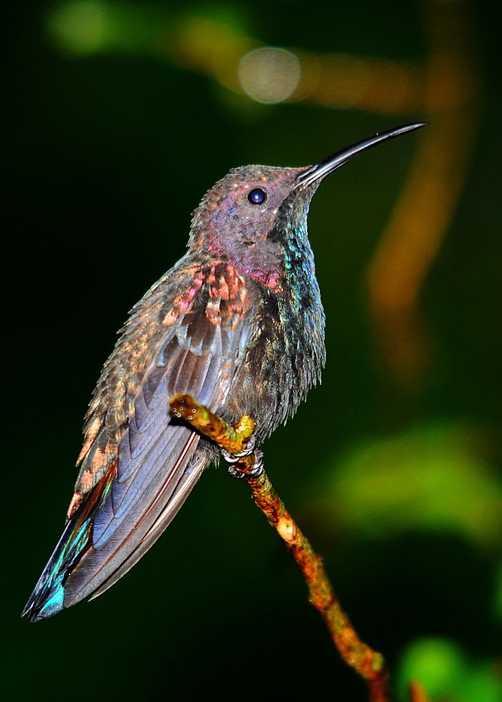Jamaican Mango (Anthracothorax mango) Anchovy Jamaica jvverde Flickr