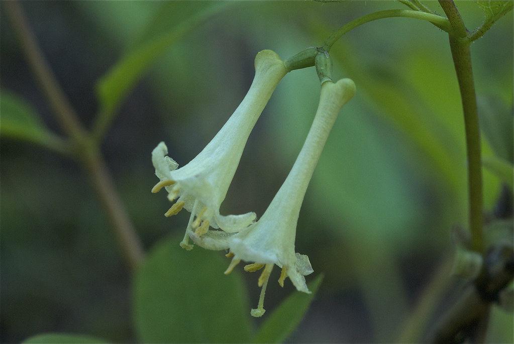 Utah honeysuckle, Rocky Mountain honeysuckle Lonicera utah… Flickr