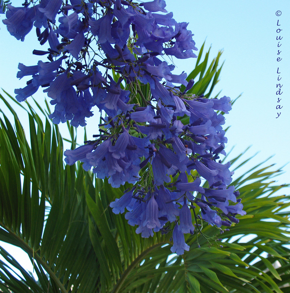 Remembering Spring Jacaranda Flowers View On Black and La… Flickr