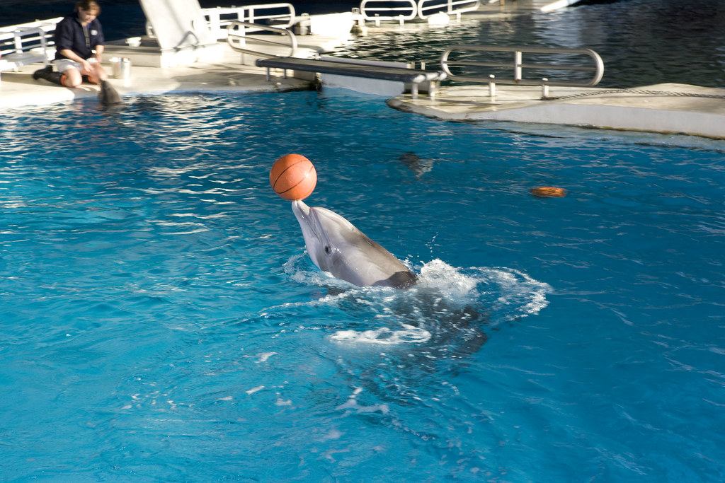 Dolphin Training and Feeding Session There are several fee… Flickr