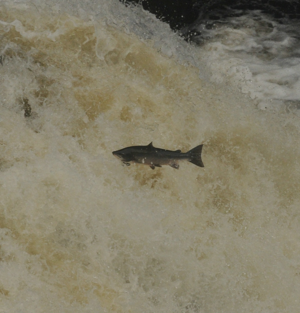 Salmon leaping at the Falls of Shin, Scotland A privilege … Flickr