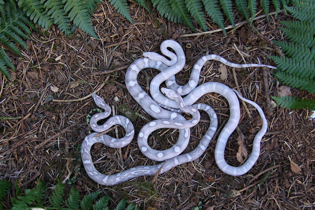 Corn Snake Lavender, Lavender Motley, & Hypo Lavender a photo on