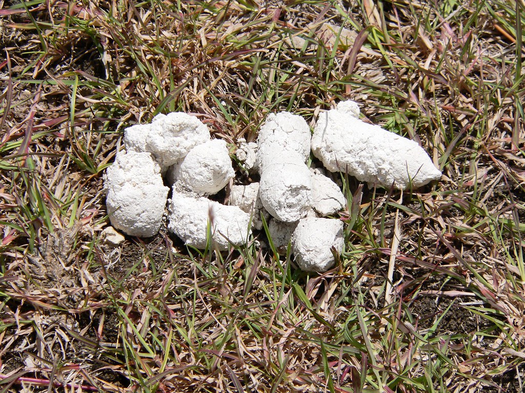 White Poo (for White Poo Group) a photo on Flickriver