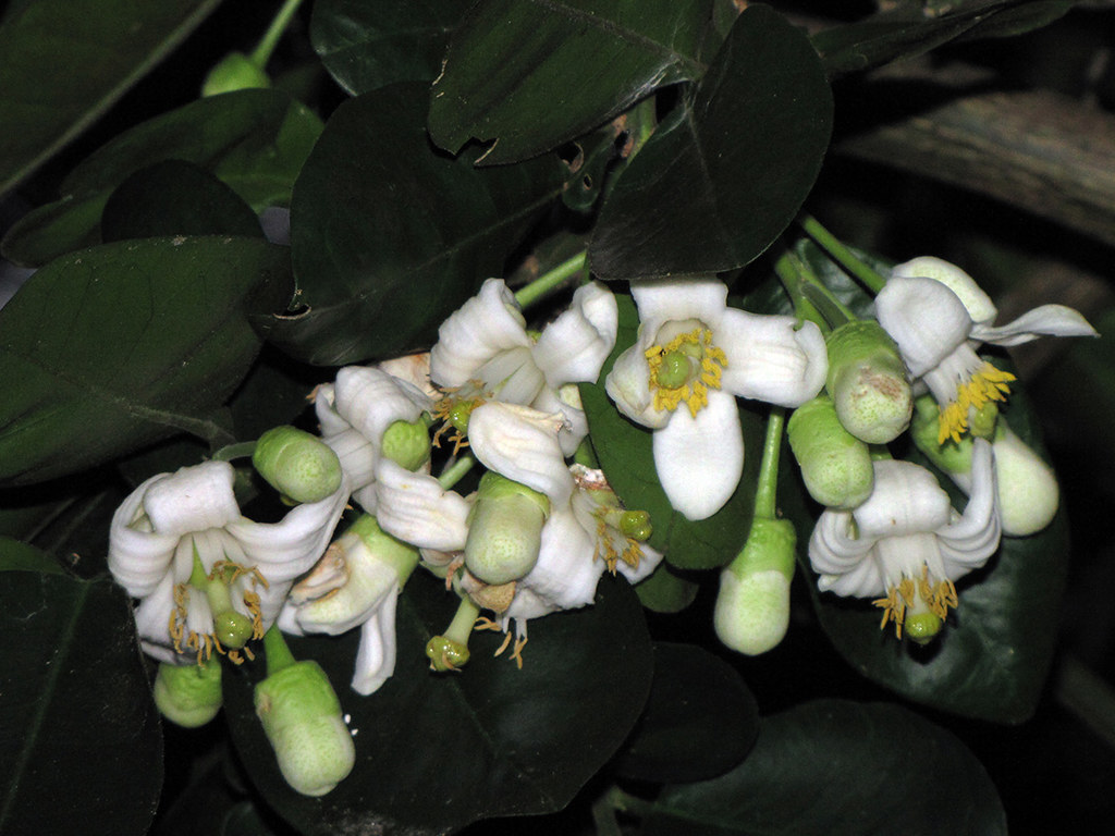 Pomelo Flowers on My Fruit Tree Today I took these flowers… Flickr