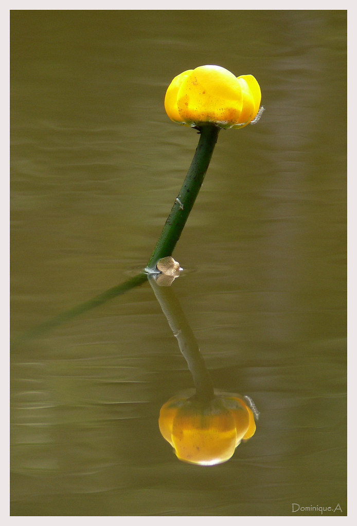 Fleur de nénuphar. Dominique AUTHIER Flickr