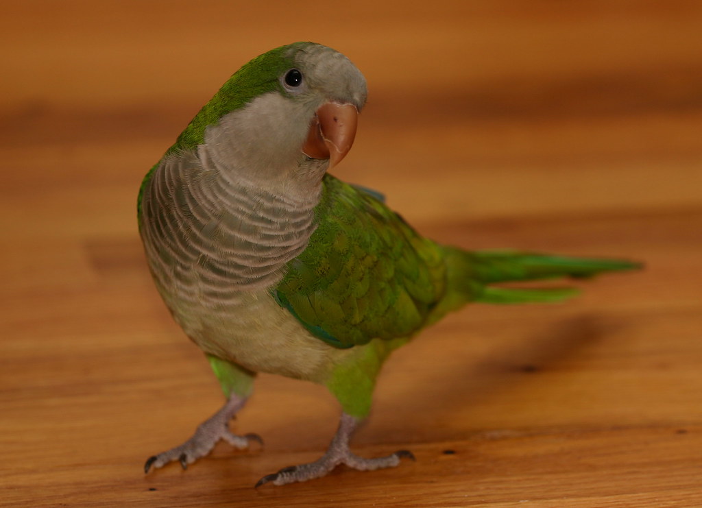 Tattoo There is a Tattoo shop in Dublin, Ohio that will be… Flickr