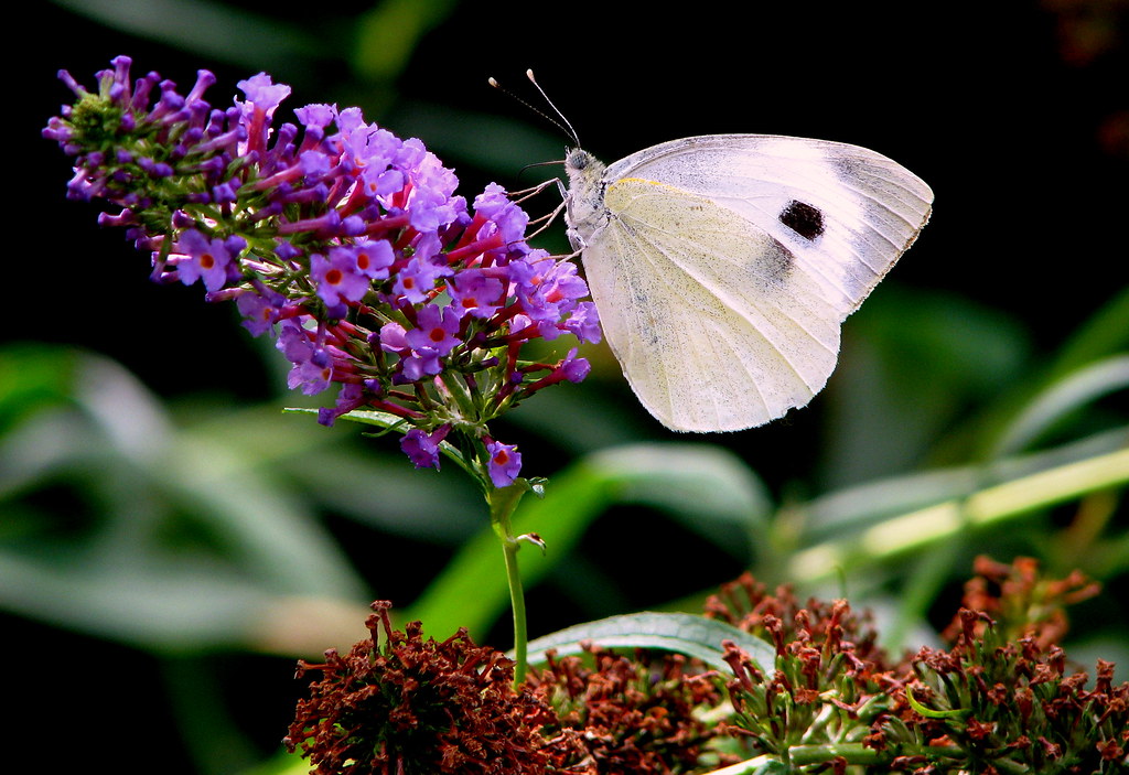 white butterfly This little butterfly makes a break on the… Flickr