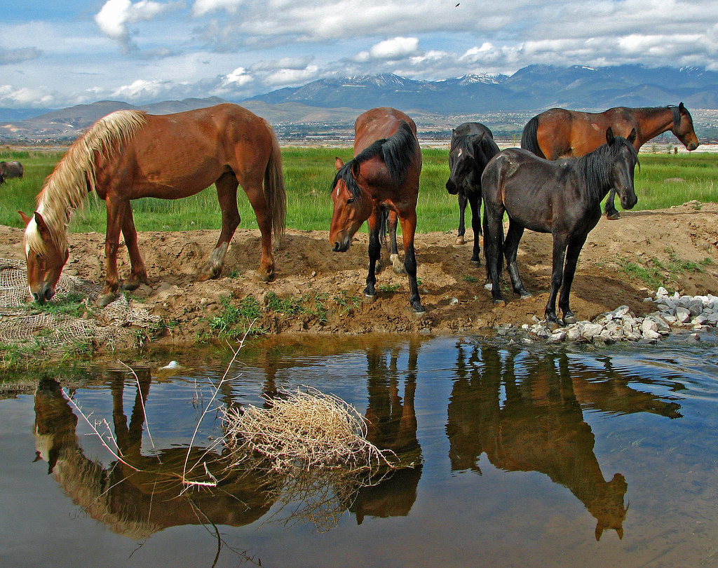 Wild Horses Watering Wild horses watering (this is develop… Flickr