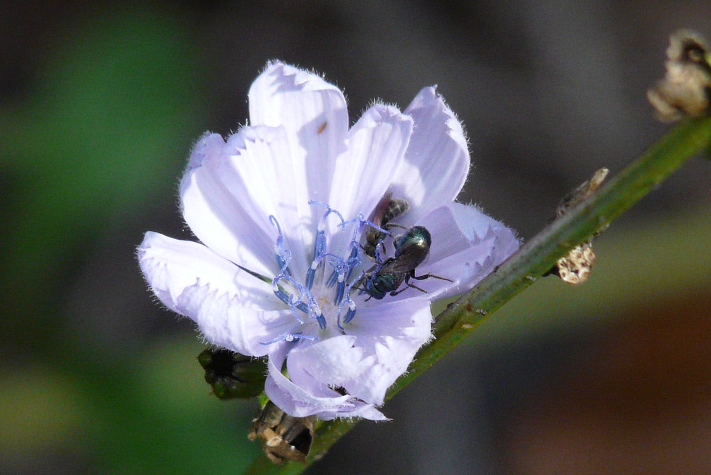 Wildflower bloom North Carolina This flower was at the edg… Flickr