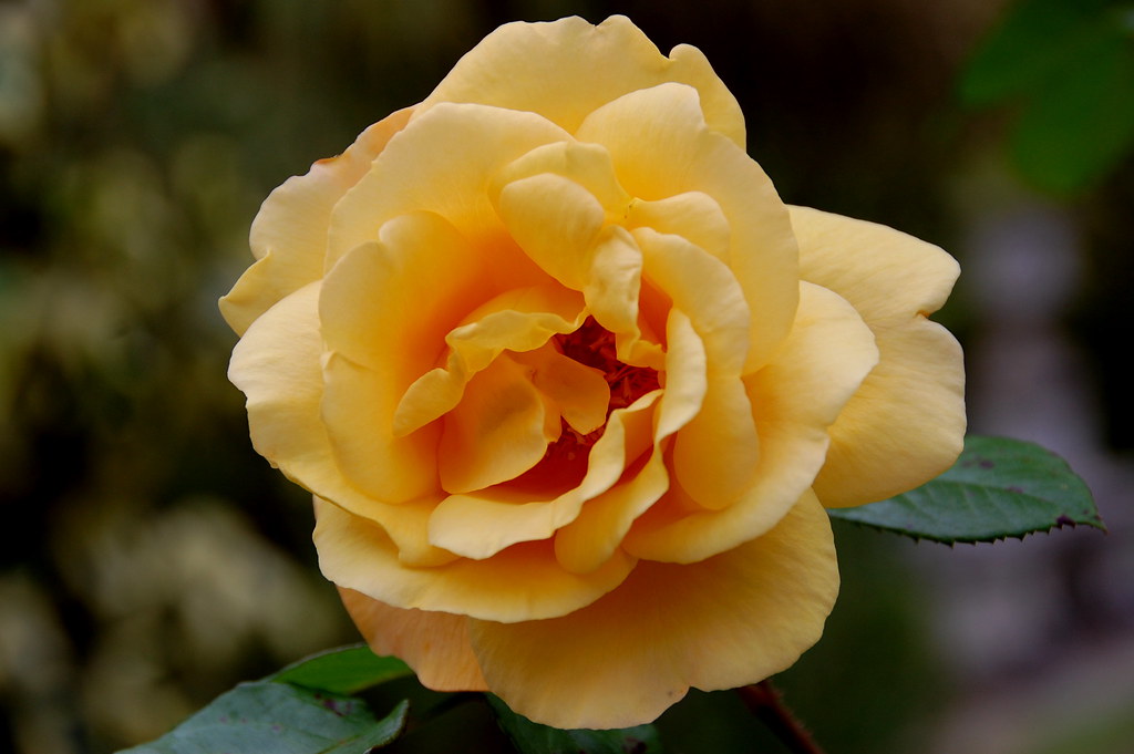 Just a rose Difficult day for photography today, so this i… Flickr