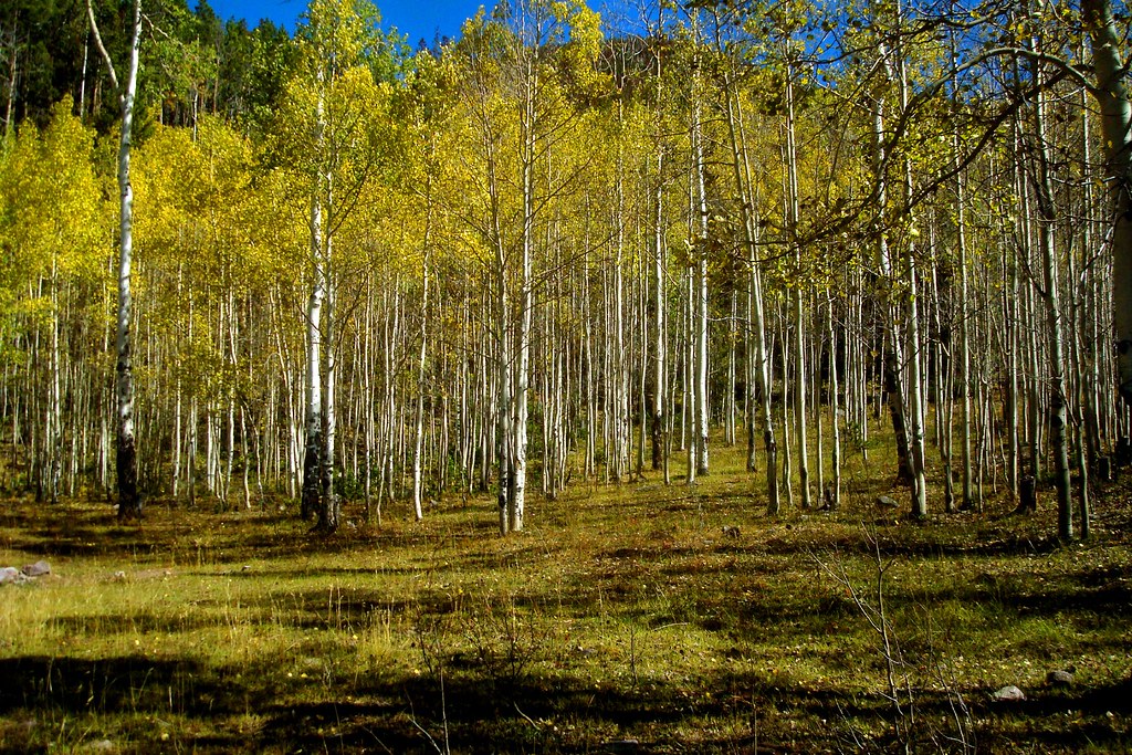 Aspen Grove Christmas Meadows, High Uintas, Utah arbyreed Flickr