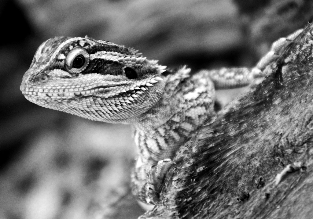 Bearded Dragons Adam Jacobs Flickr