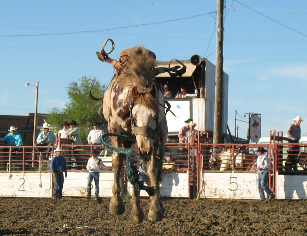 Ingomar Rodeo, Montana Coming at you, Crazy Paint Horse Flickr