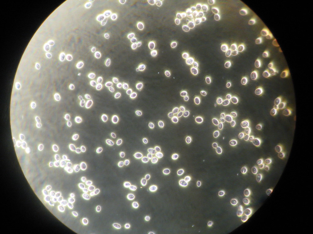 S Cerevisiae Microscope Micropedia