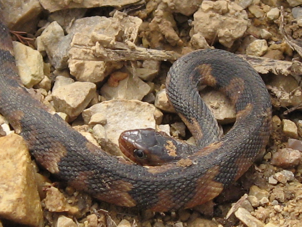 IMG_4623 Juvenile Broad Banded Water Snake Brekhus Flickr
