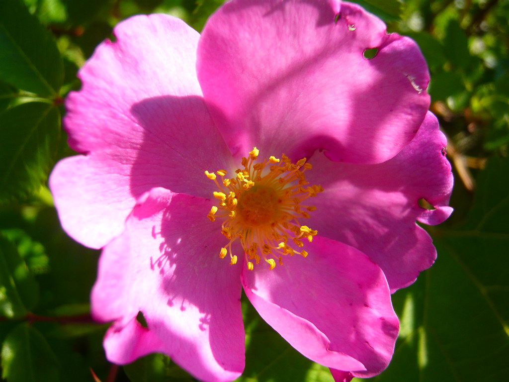 wild rose Wild roses were blooming along the Don Valley tr… Flickr