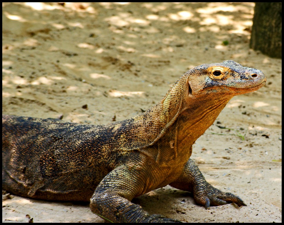 Komodo Dragon Singapore Zoo Ph. Fuchs Flickr