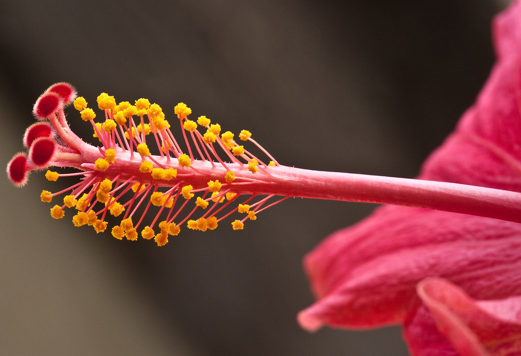 The Hibiscus sprouts again. rosskevin756 Flickr