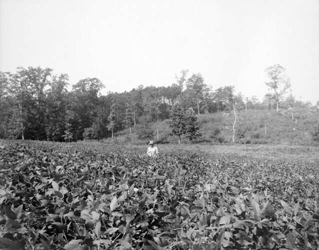 N.53.16.4455 Tobacco field somewhere in North Carolina abo… Flickr