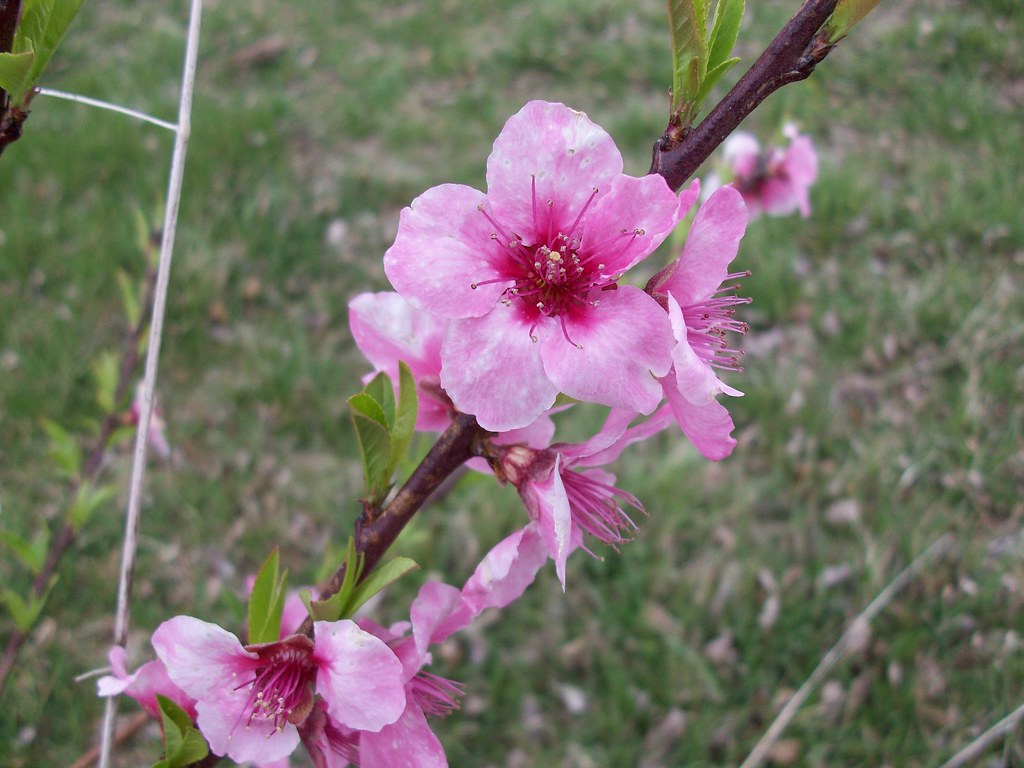 Peaches in Bloom The peach trees are blooming out and I ju… Flickr