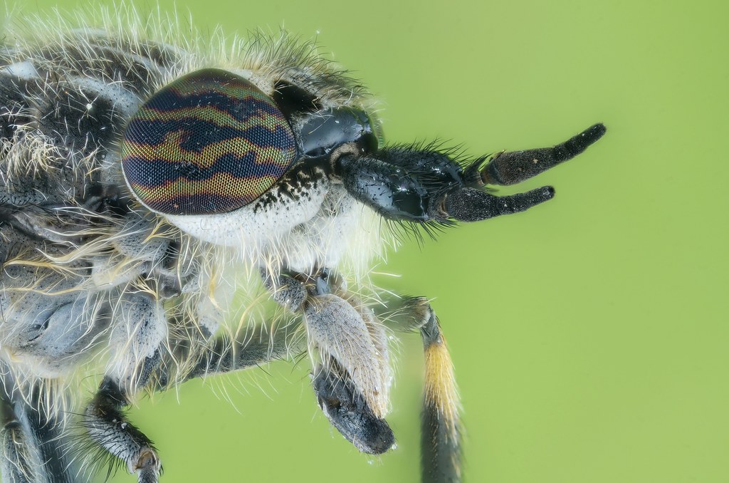 Horsefly portrait Portrait of the horsefly (tabanidae) Hae… Flickr