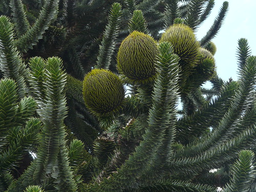 Monkey Puzzle Tree Female Cones Loz Pycock Flickr