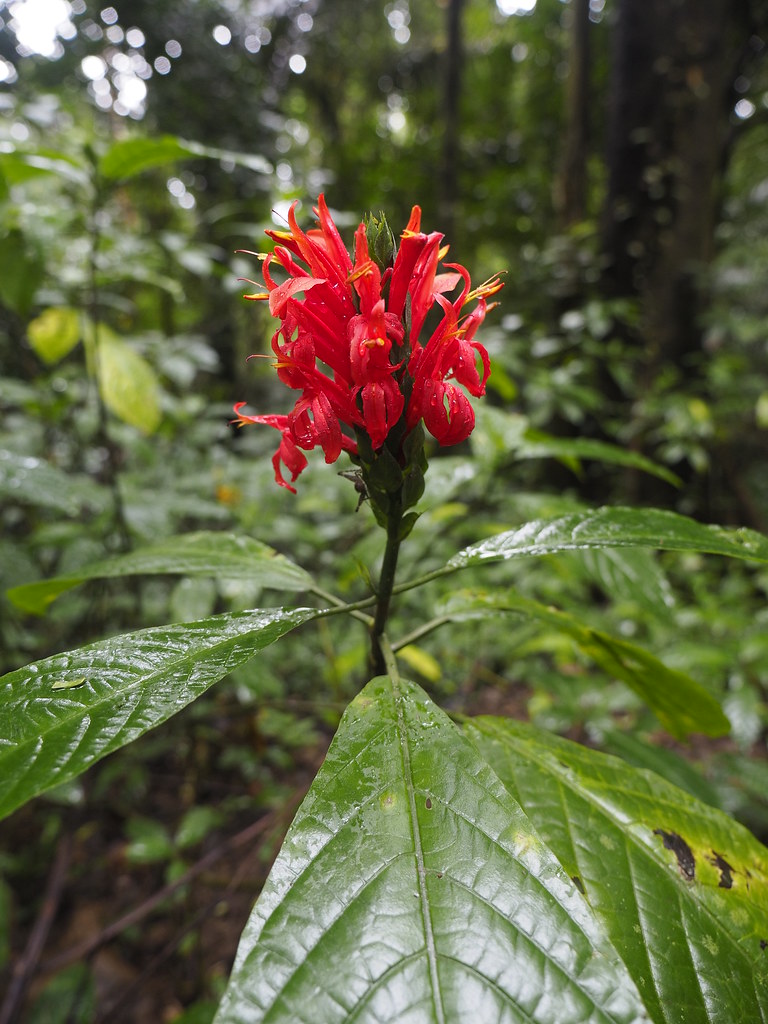 © Flower, Nature, Makiling Trail, Los Baños, Laguna, Phili… Flickr
