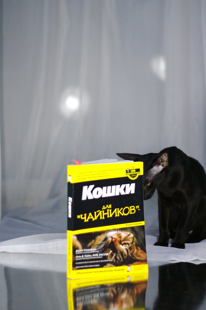 My cat, Usiaka reading 'cats for dummies' Alexandra Zakharova Flickr