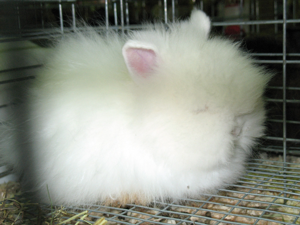 Too fluffy for my eyes Lionhead rabbit Ohio State Rabbit… Flickr